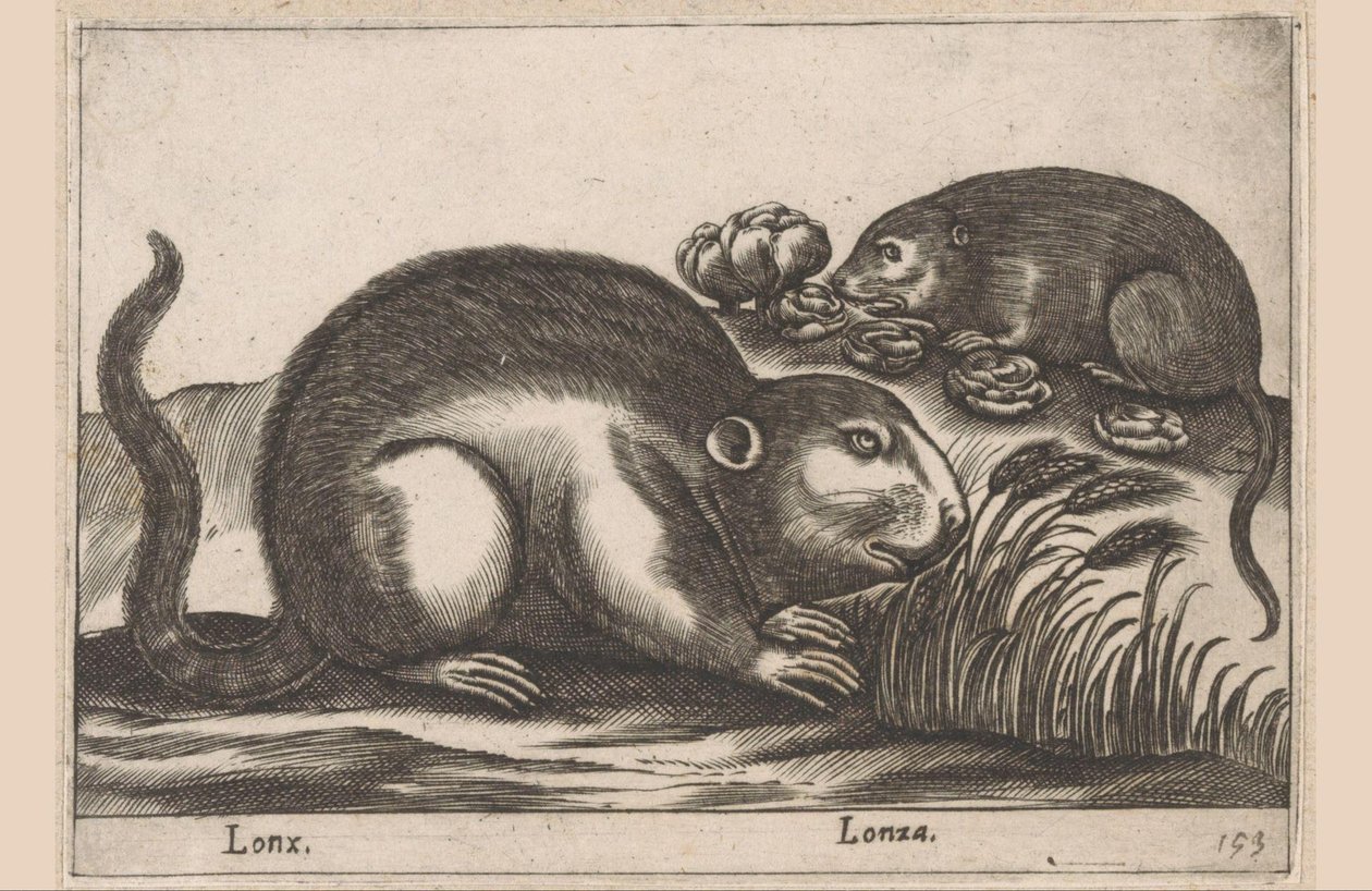 Kaksi piisamia Lonx/Lonza (otsikko esineessä) Eläimet ja myyttiset olennot (sarjan nimi) Nova raccolta de li animali piu curiosi del mondo (sarjan nimi) tekijältä Antonio Tempesta