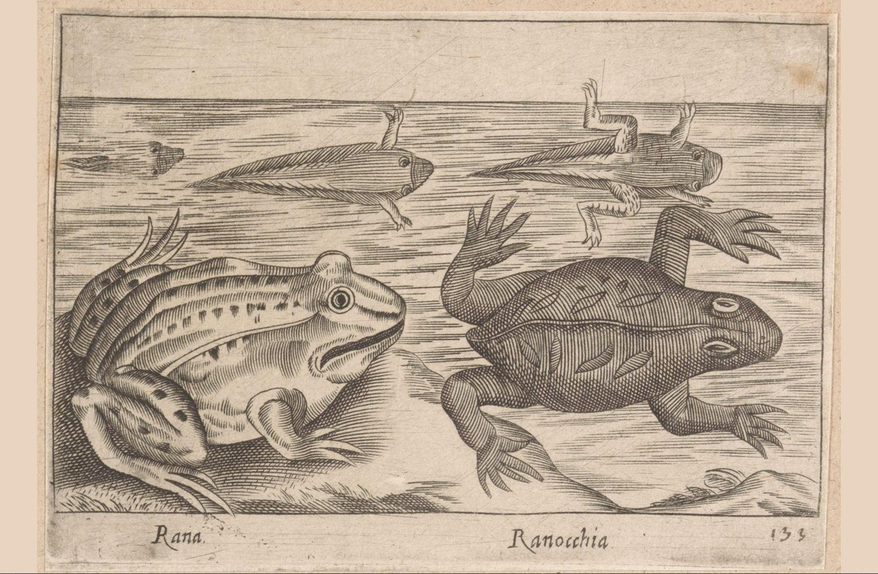 Viisi sammakon vaihetta Rana/ Ranocchia (otsikko esineessä) Eläimet ja myyttiset olennot (sarjan nimi) Nova raccolta de li animali piu curiosi del mondo (sarjan nimi) tekijältä Antonio Tempesta
