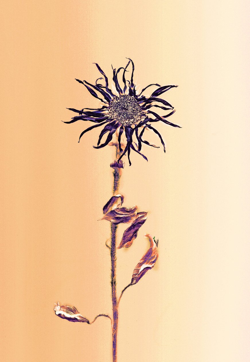  tekijältä Antonius Antonius