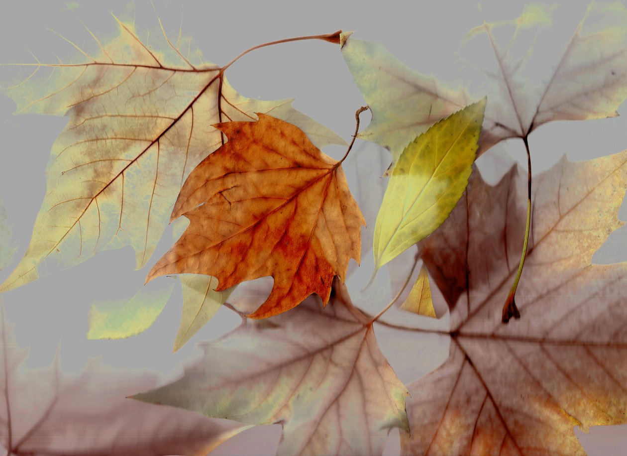  tekijältä Antonius Antonius