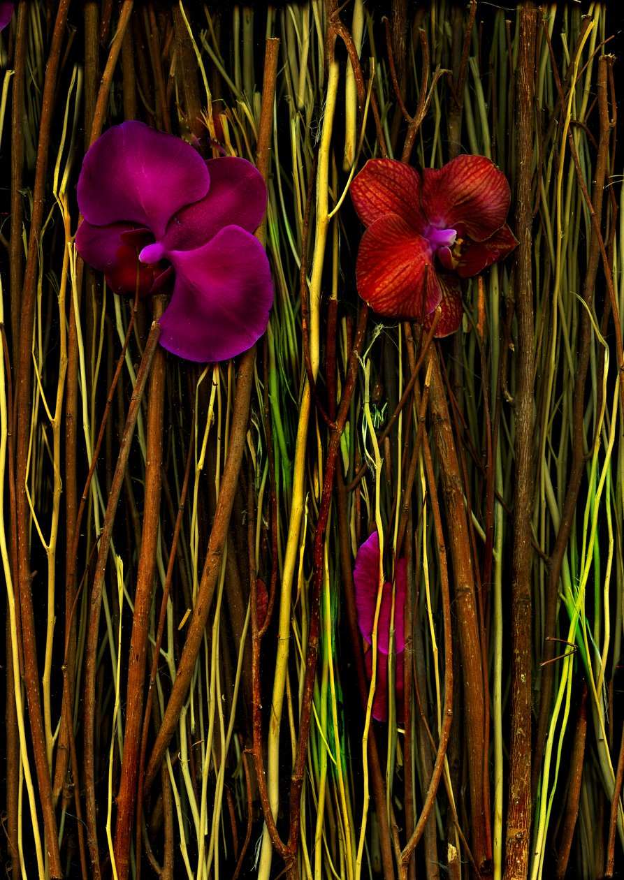  tekijältä Antonius Antonius