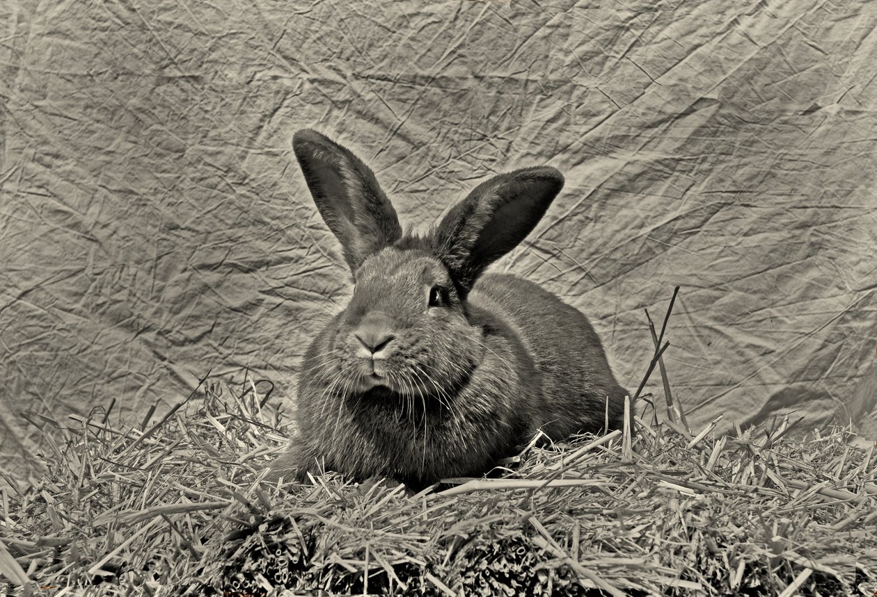  tekijältä Antonius Antonius