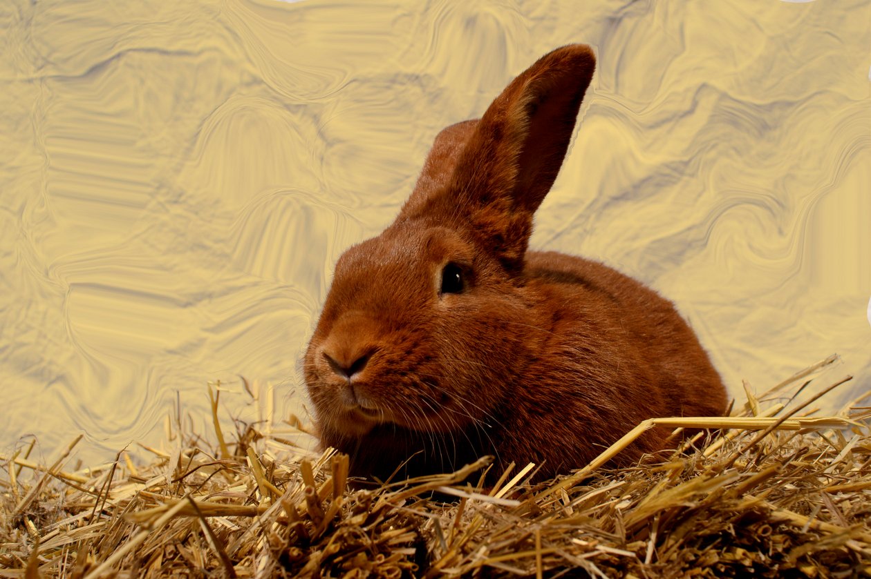  tekijältä Antonius Antonius