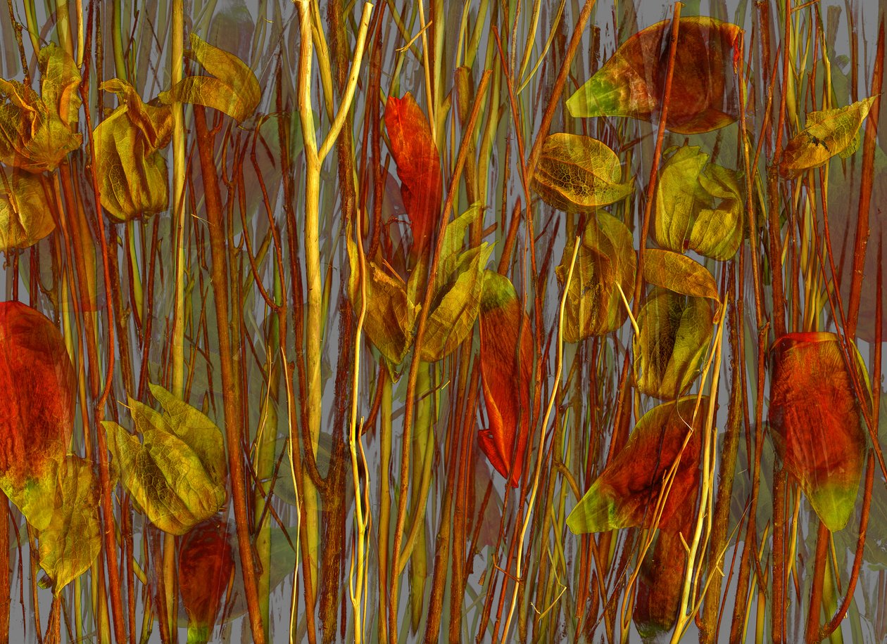  tekijältä Antonius Antonius