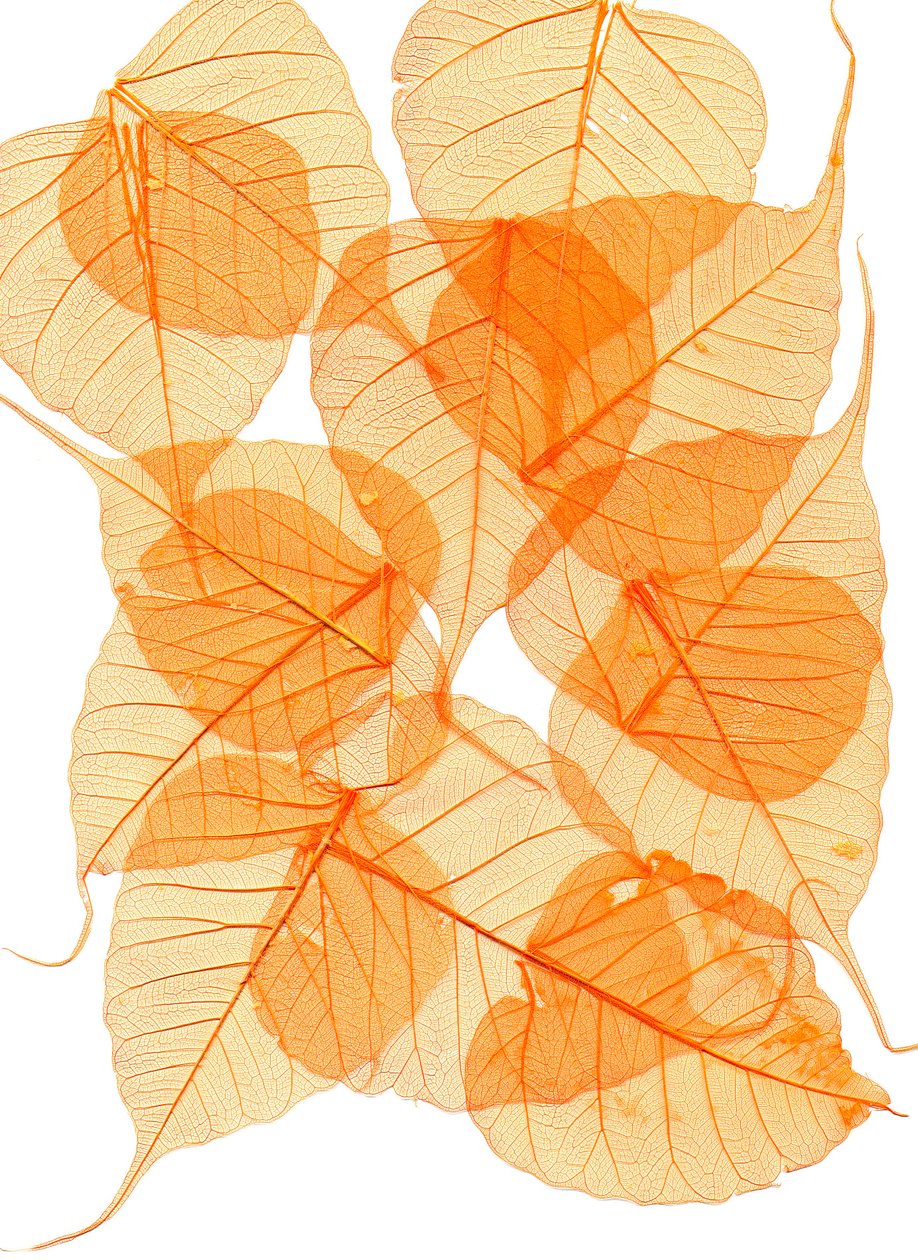  tekijältä Antonius Antonius