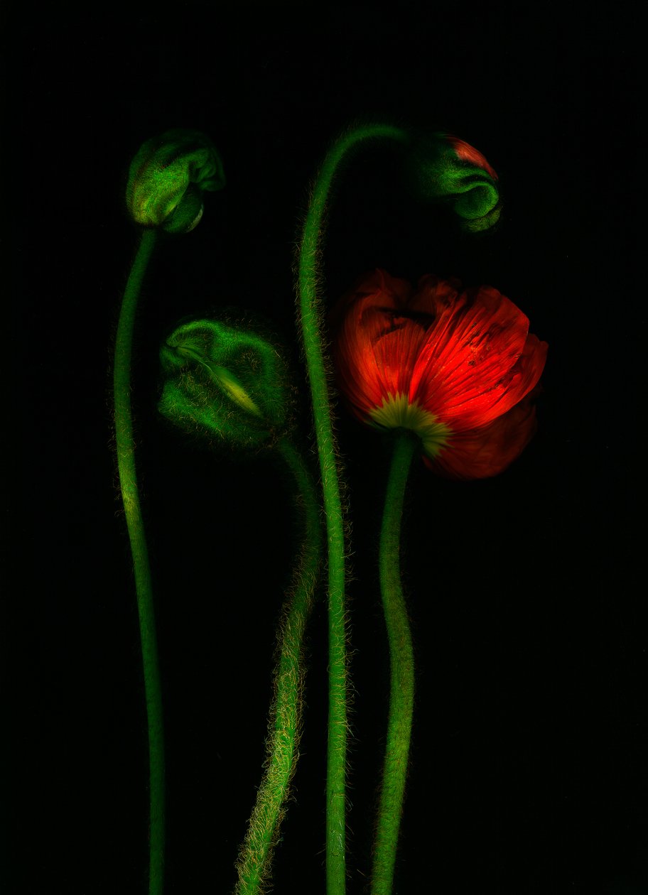  tekijältä Antonius Antonius