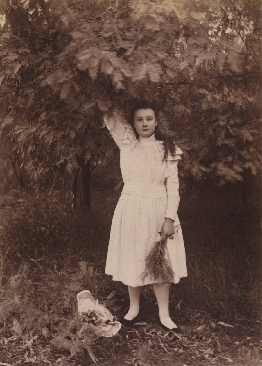 Silver Wattle, Acacia dealbata tekijältä Archibald James Campbell