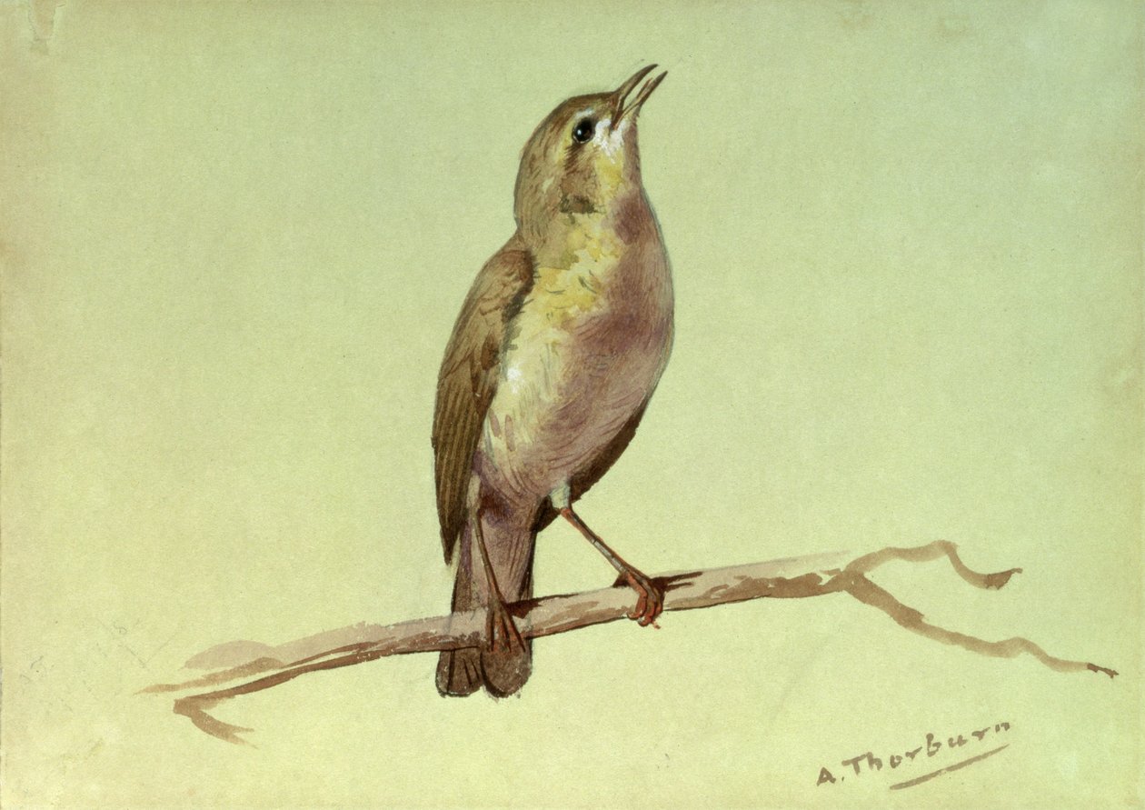 Lark (wc korotettu valkoisella) tekijältä Archibald Thorburn
