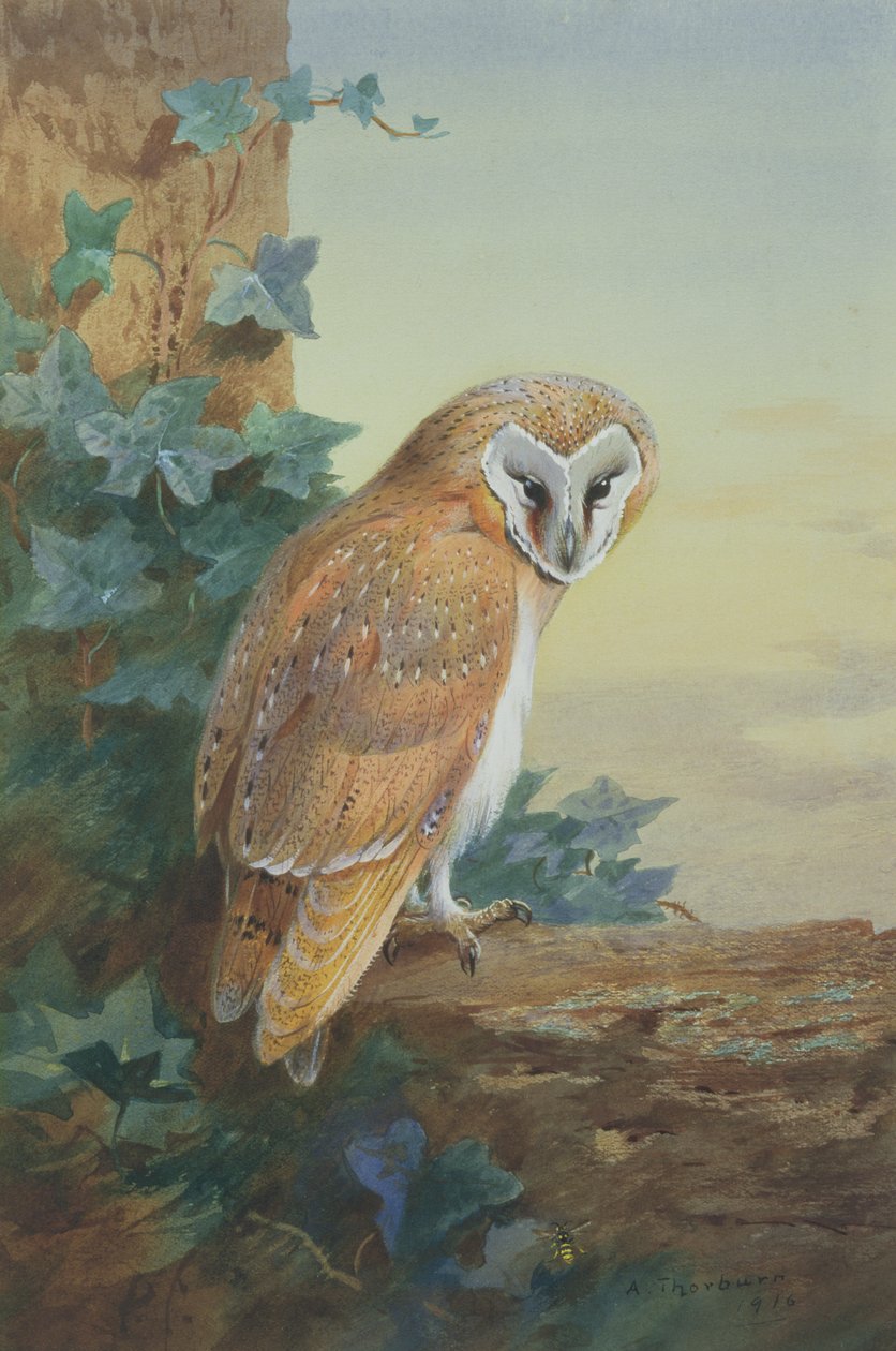 Pöllö, 1916 (akvarelli paperille) tekijältä Archibald Thorburn