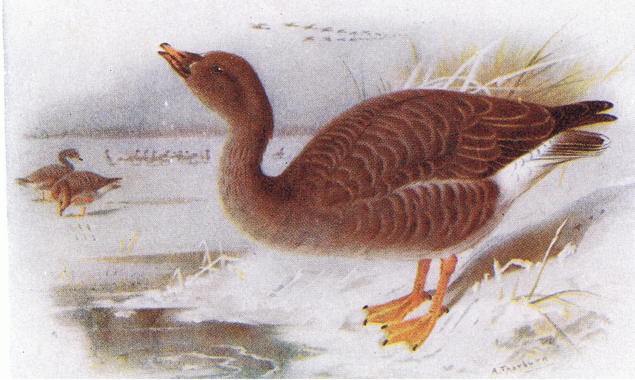 Bean Goose tekijältä Archibald Thorburn