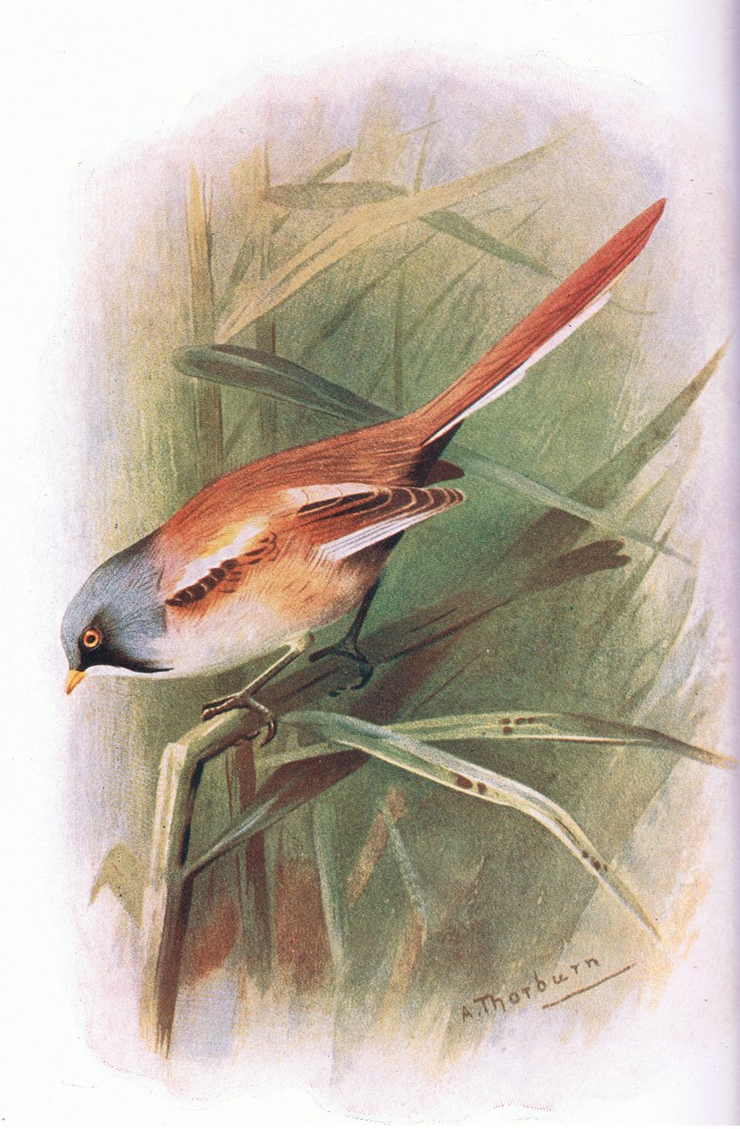 Bearded Titmouse, julkaisusta British Birds, Longmans, 1932. tekijältä Archibald Thorburn