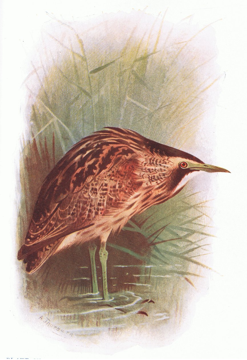 Bittern, julkaisusta British Birds, Longmans, 1932. tekijältä Archibald Thorburn