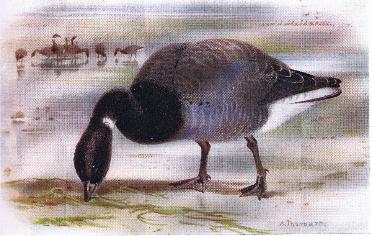 Sepelhanhi tekijältä Archibald Thorburn