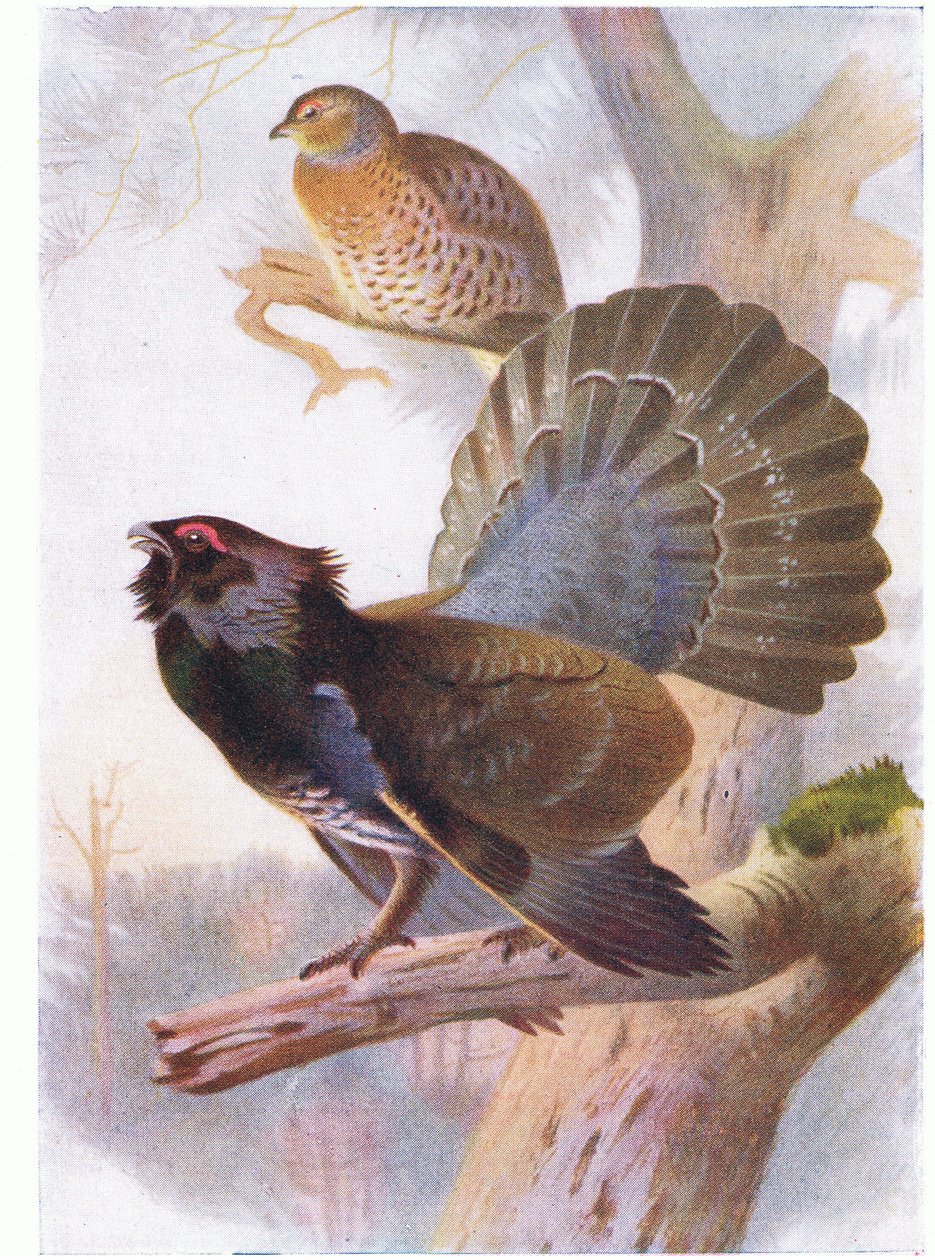 Metso tekijältä Archibald Thorburn