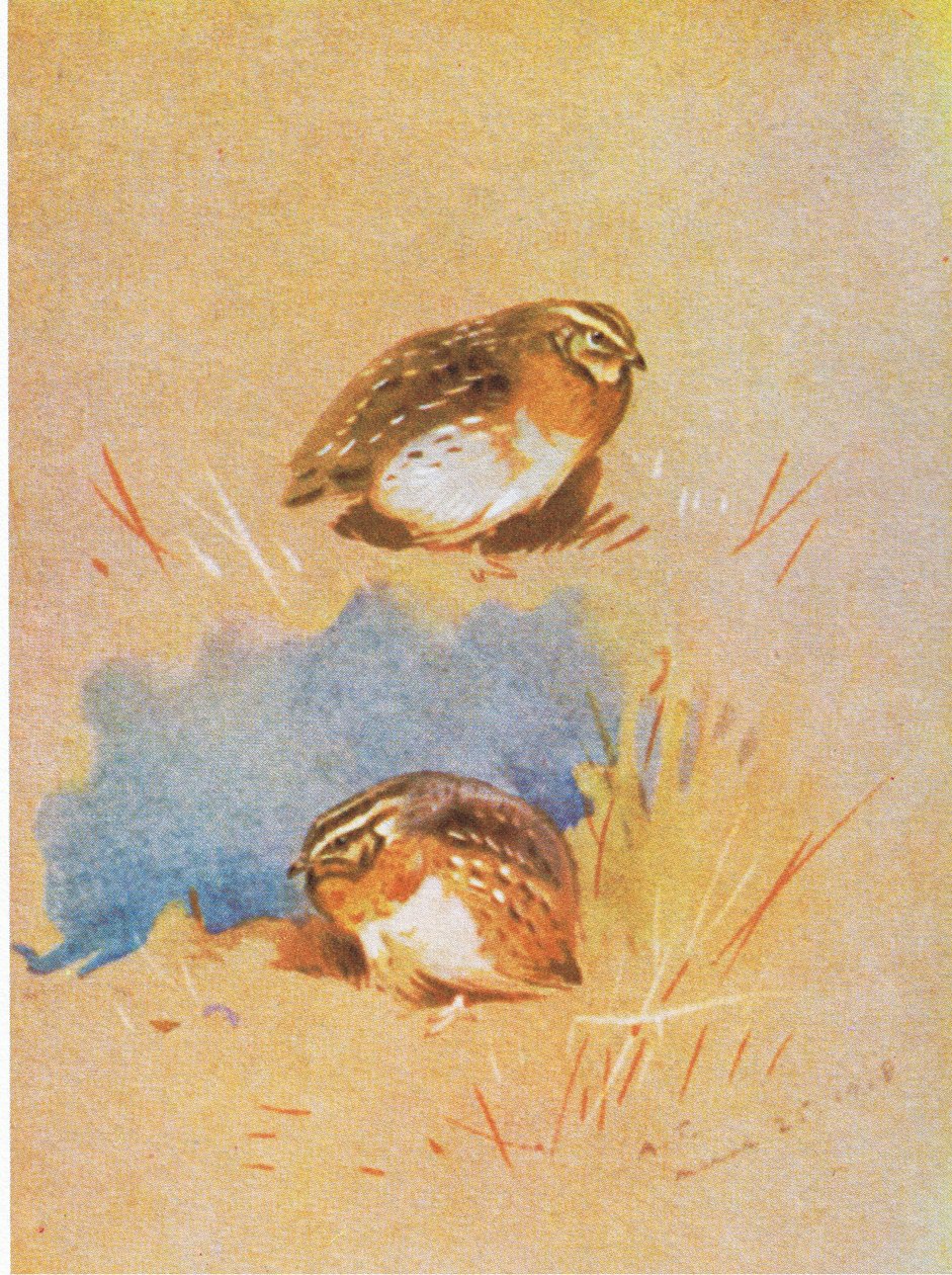 Common Partridge studies, pub. Kirjailija: Book Club Associates, 1972 tekijältä Archibald Thorburn