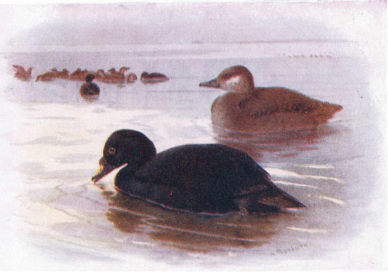 Tavallinen Scoter tekijältä Archibald Thorburn