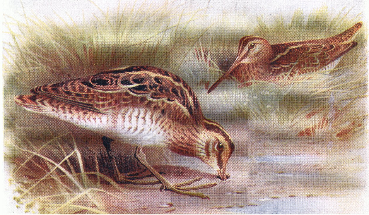 Common Snipe, Birds of the British Isles and Their Eggs, julkaisija Frederick Warne & Co Ltd, 1958 tekijältä Archibald Thorburn