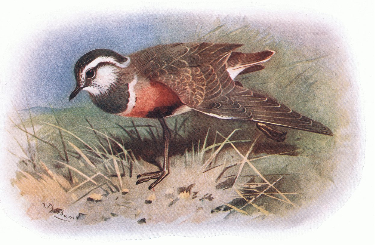 Dotterell, julkaisusta British Birds, jonka on julkaissut Longmans, 1932. tekijältä Archibald Thorburn