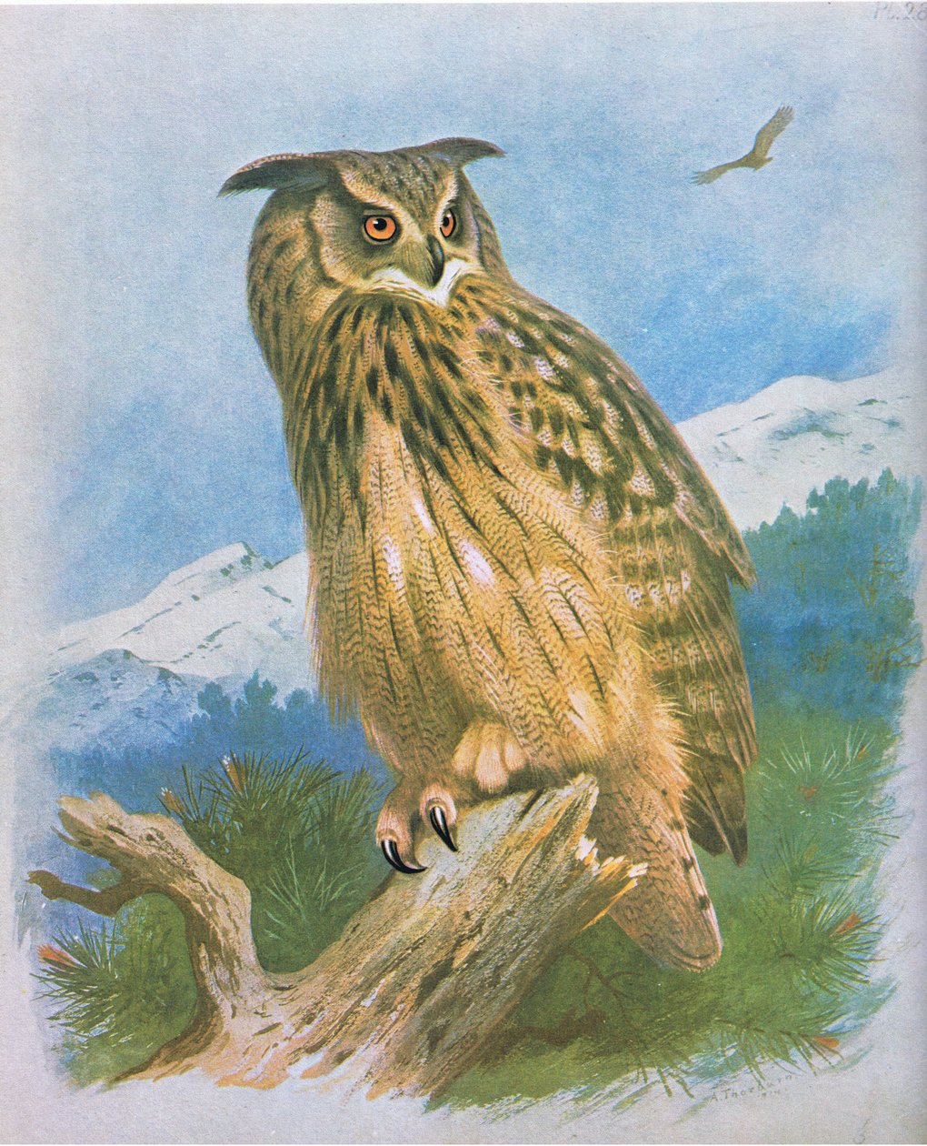 Pöllö, pubi. Kirjailija: Book Club Associates, 1972 tekijältä Archibald Thorburn