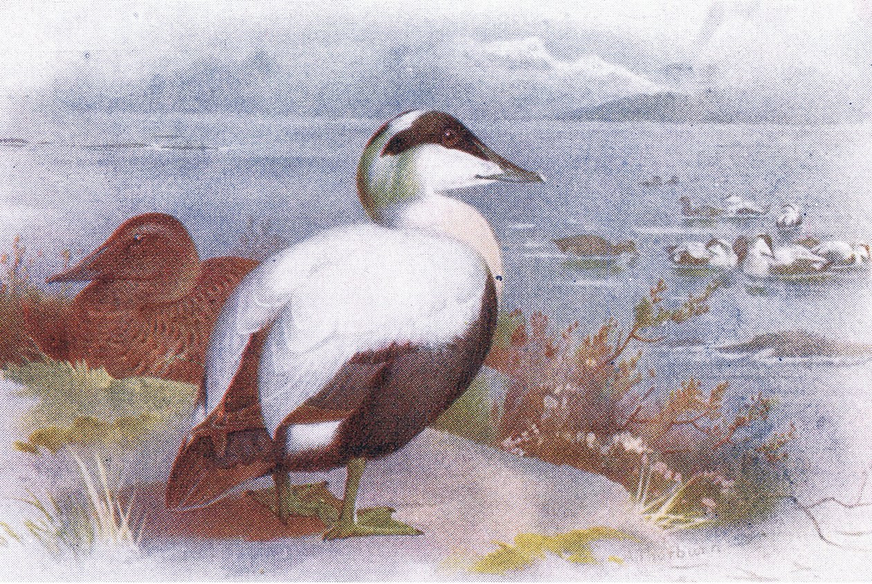 Haahka tekijältä Archibald Thorburn