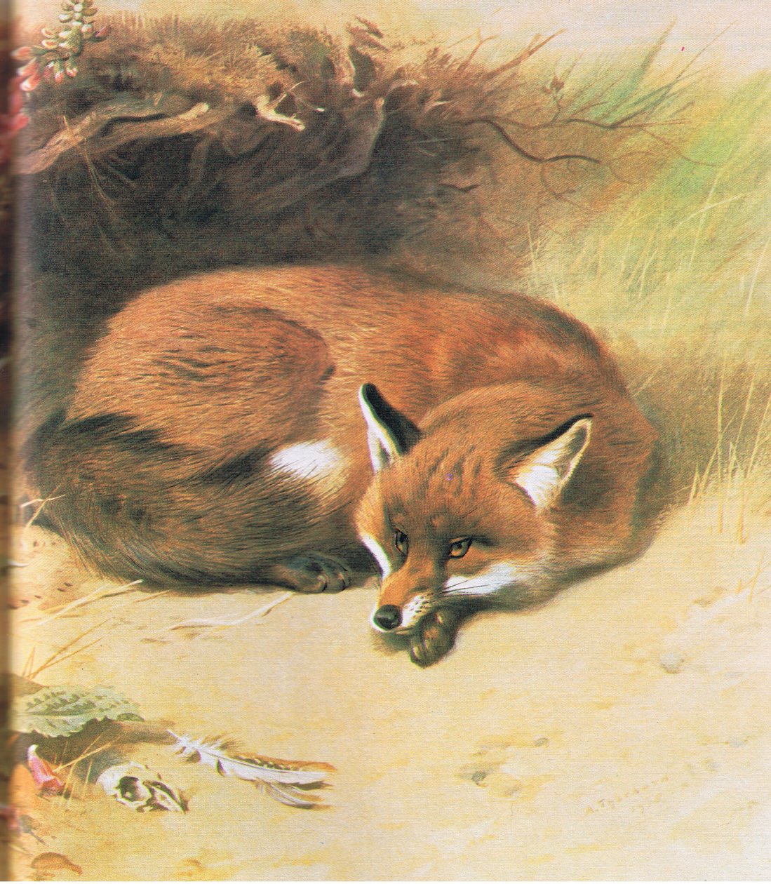 Fox, pubi. Kirjailija: Book Club Associates, 1972 tekijältä Archibald Thorburn
