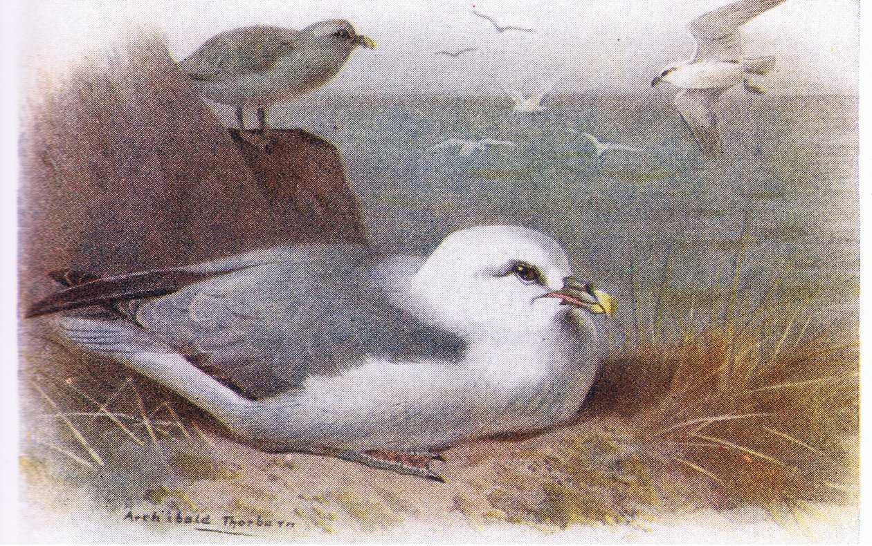 Fulmar tekijältä Archibald Thorburn