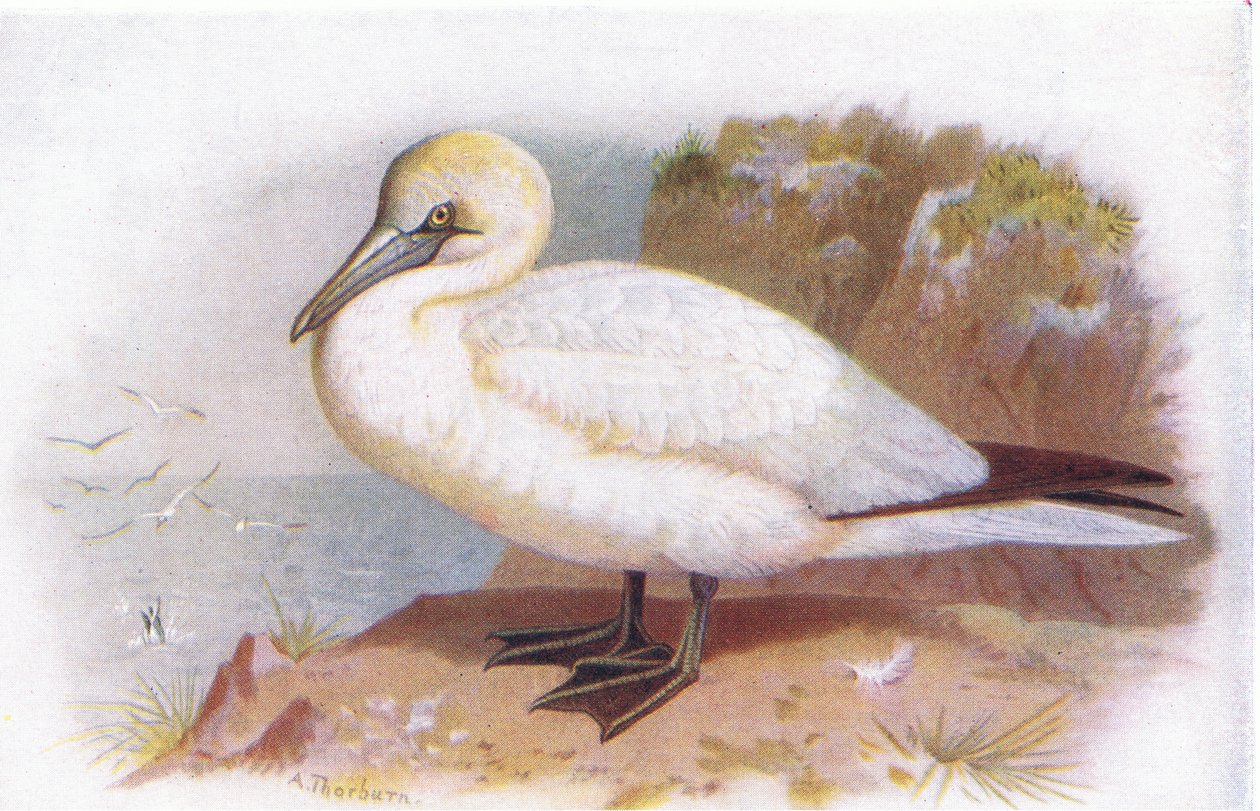 Suula tekijältä Archibald Thorburn