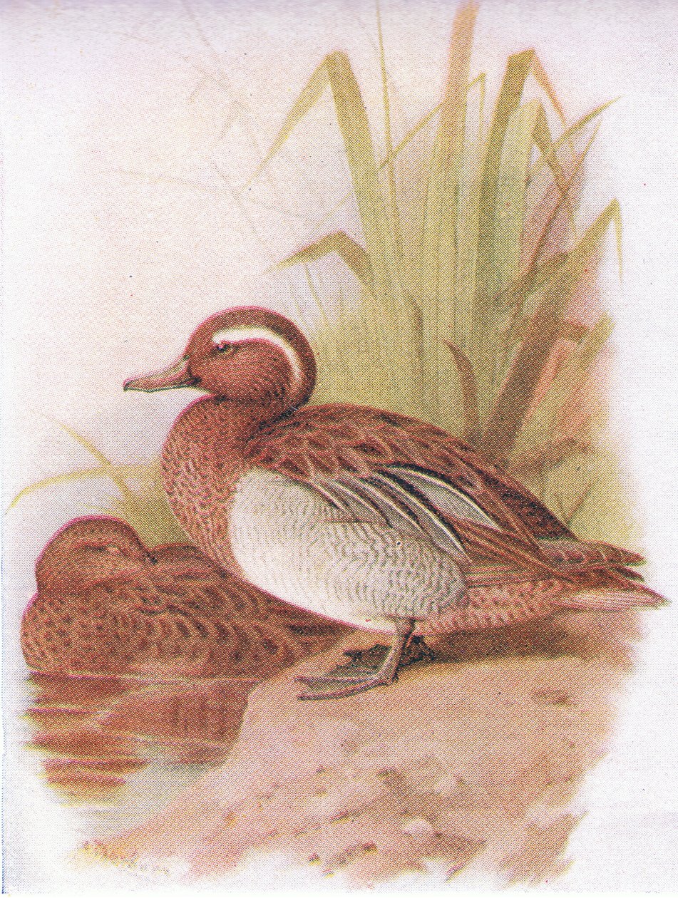 Garganey tekijältä Archibald Thorburn