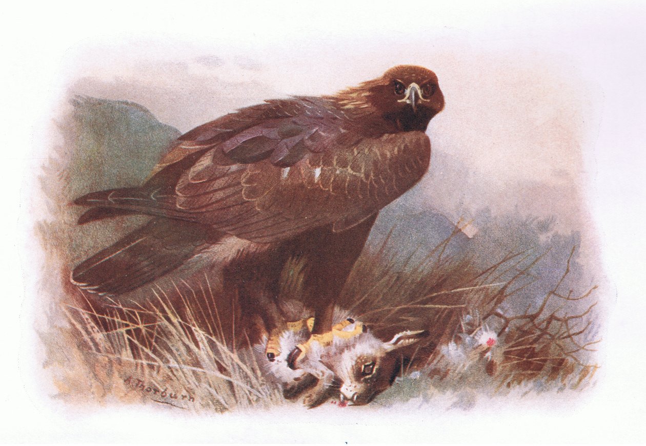 Kultakotka, julkaisusta British Birds, Longmans, 1932. tekijältä Archibald Thorburn