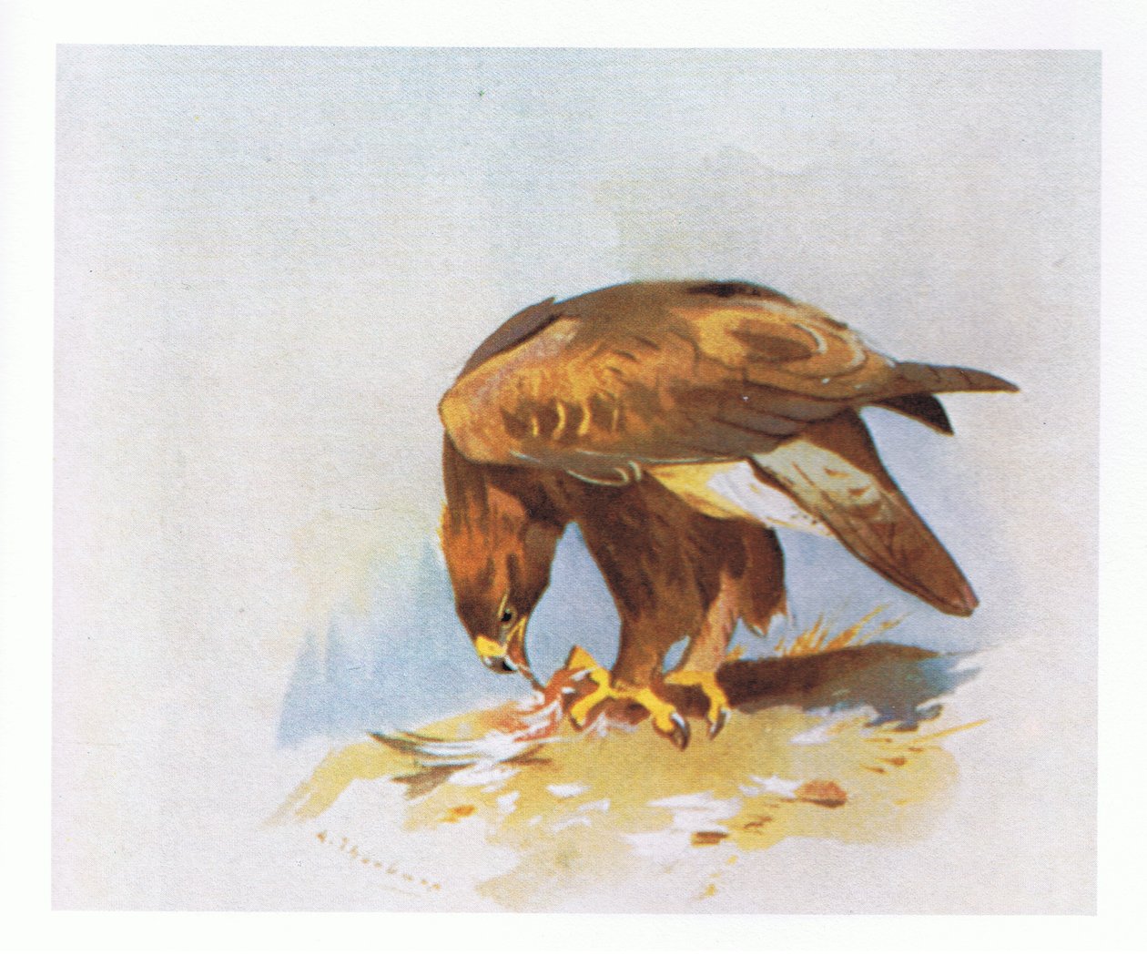 Golden Eagle -opiskelu, pubi. Kirjailija: Book Club Associates, 1972 tekijältä Archibald Thorburn