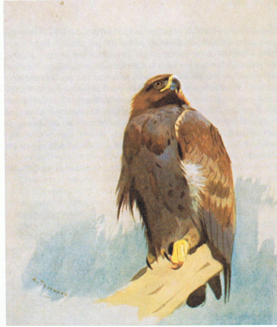 Golden Eagle -opiskelu, pubi. Kirjailija: Book Club Associates, 1972 tekijältä Archibald Thorburn