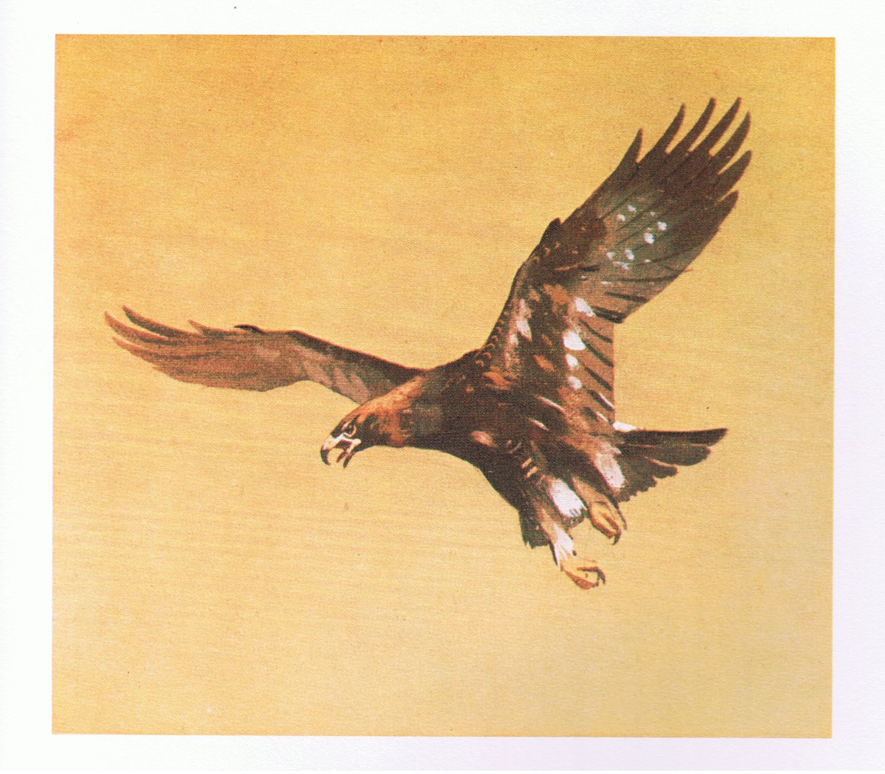 Golden Eagle -opiskelu, pubi. Kirjailija: Book Club Associates, 1972 tekijältä Archibald Thorburn