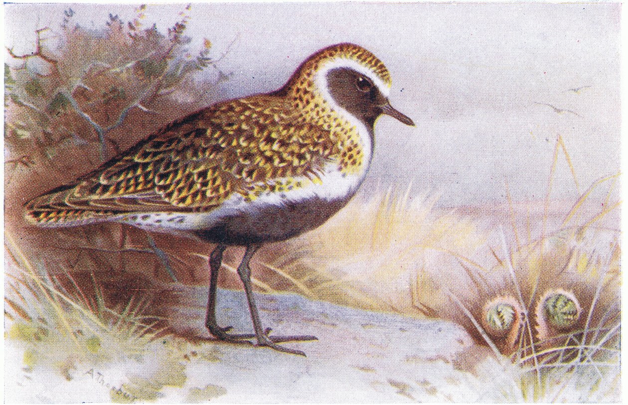 Golden Plover, Birds of the British Isles and Their Eggs, julkaisija Frederick Warne & Co Ltd, 1958 tekijältä Archibald Thorburn