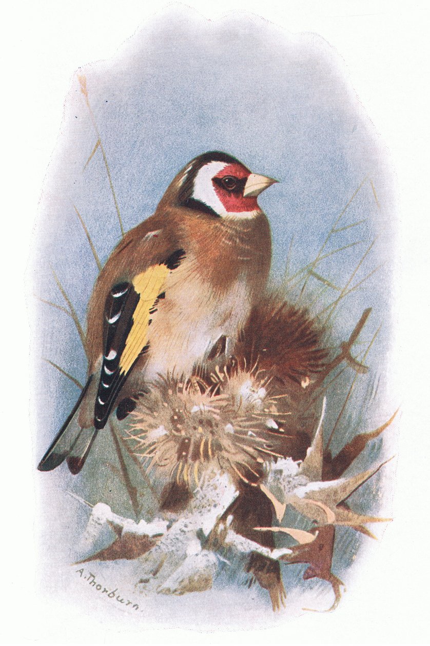 Kultasirkku, julkaisusta British Birds, Longmans, 1932. tekijältä Archibald Thorburn