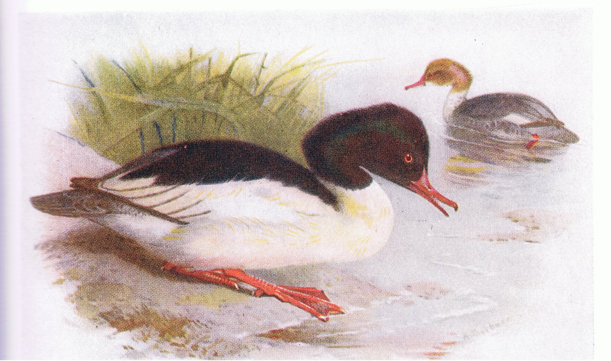 Goosander tekijältä Archibald Thorburn