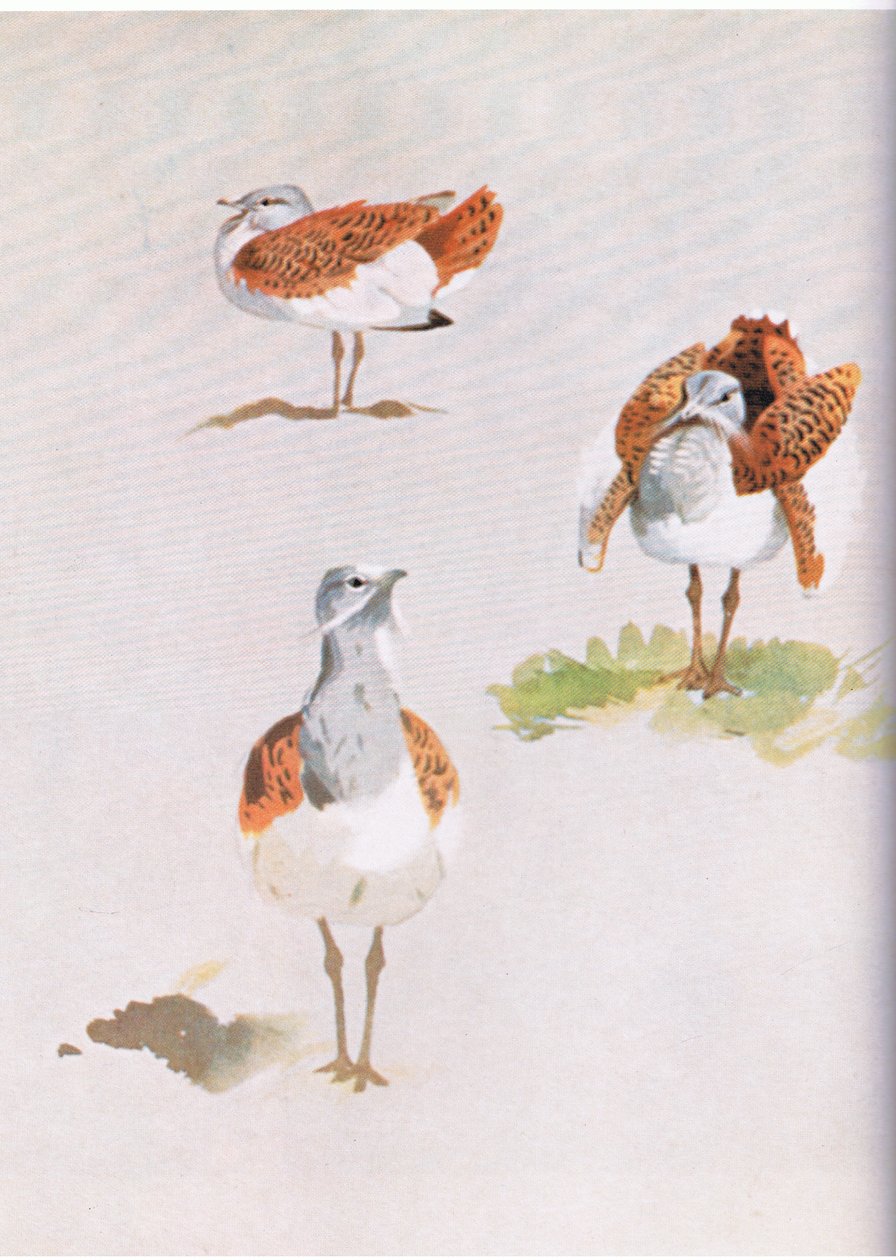 Great Bustard, pubi. Kirjailija: Book Club Associates, 1972 tekijältä Archibald Thorburn