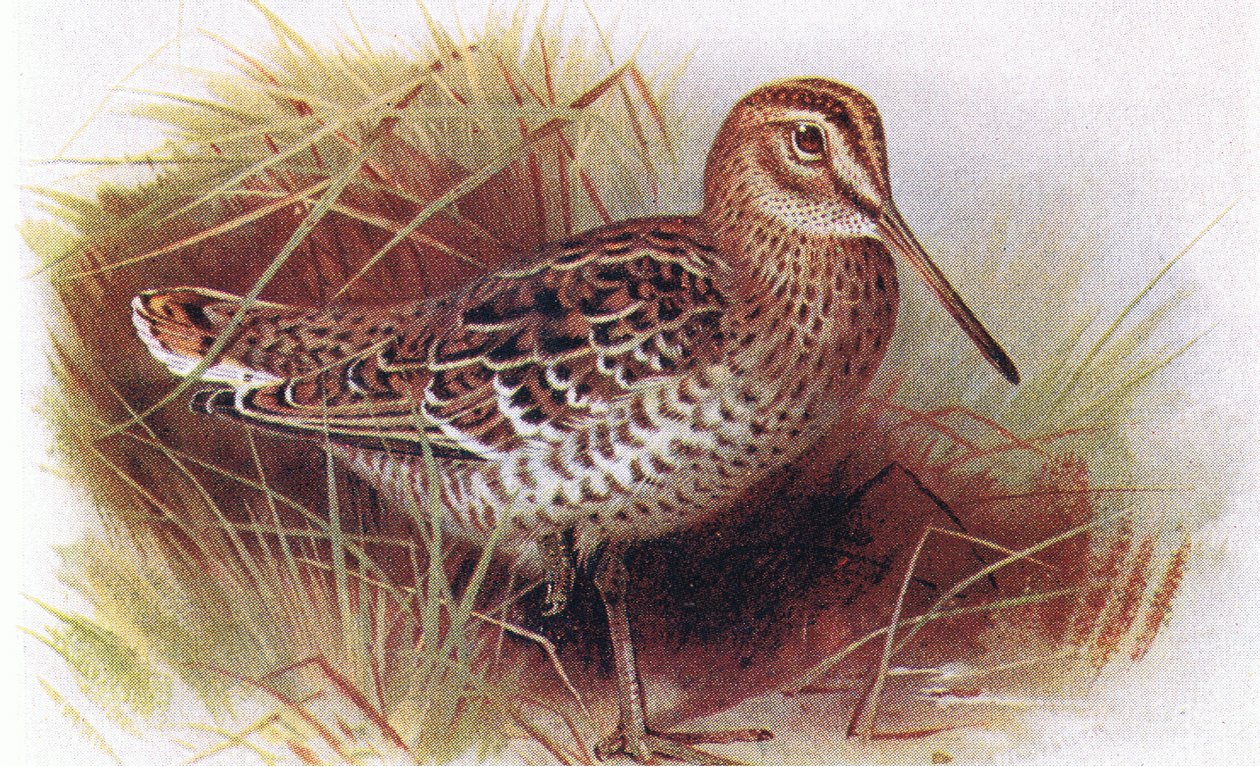 Great Snipe, Birds of the British Isles and Their Eggs, julkaisija Frederick Warne & Co Ltd, 1958 tekijältä Archibald Thorburn