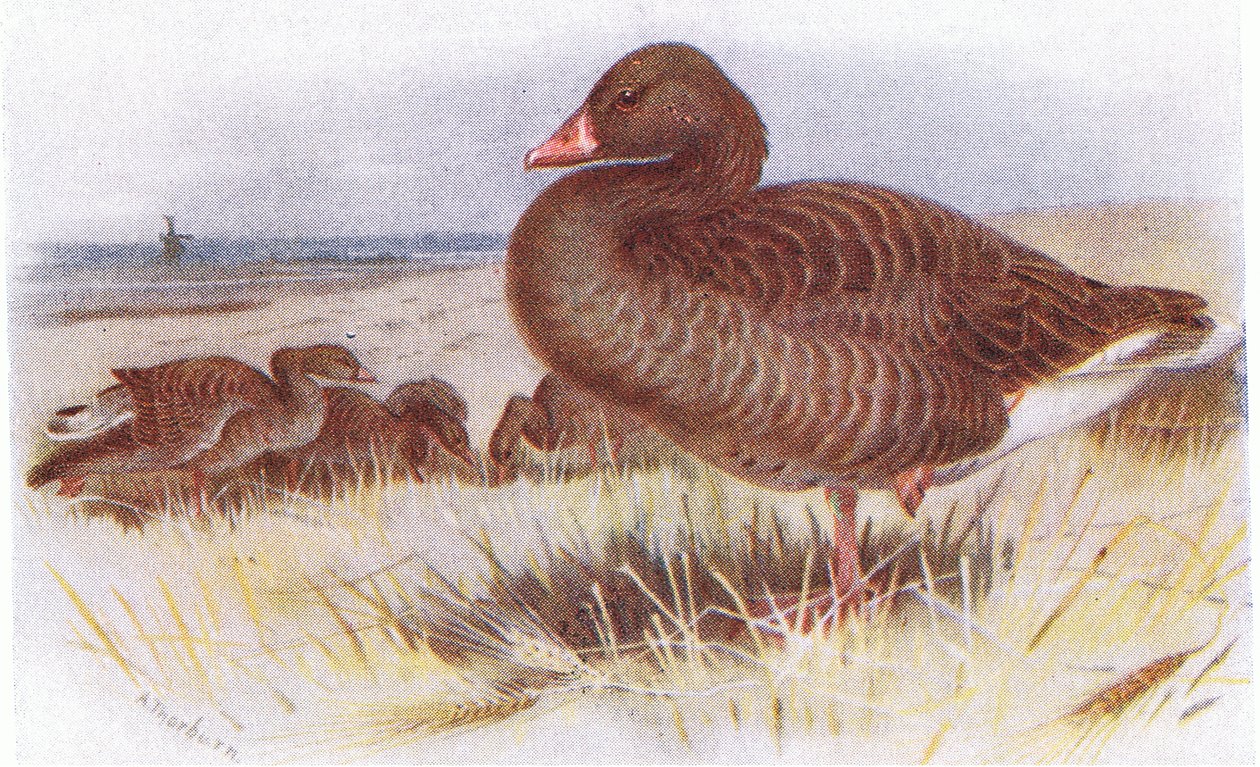 Grey Lag Goose tekijältä Archibald Thorburn