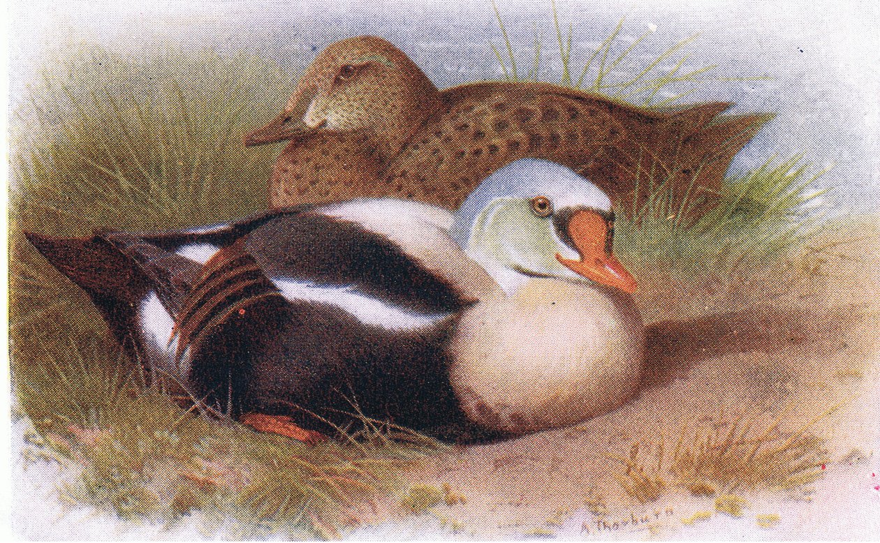 Kuningashaahka tekijältä Archibald Thorburn