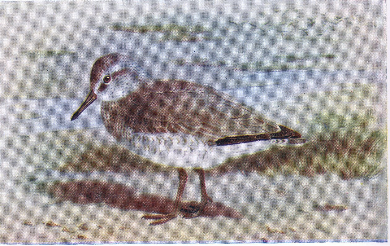 Knot, Birds of the British Isles and Their Eggs, julkaisija Frederick Warne & Co Ltd, 1958 tekijältä Archibald Thorburn
