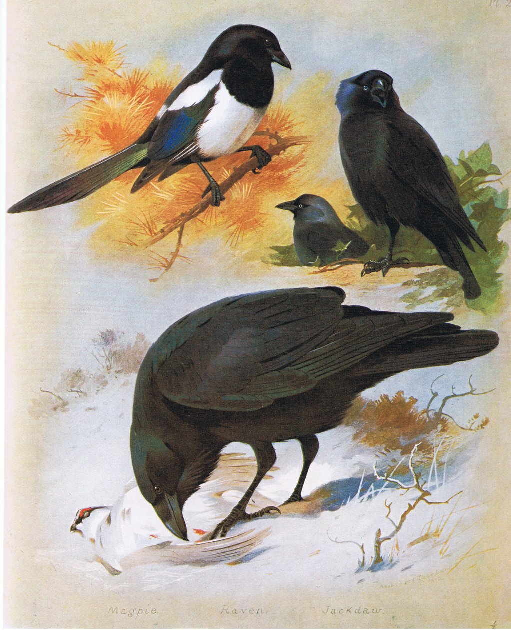 Harakka, Korppi ja Jackdaw, pubi. Kirjailija: Book Club Associates, 1972 tekijältä Archibald Thorburn