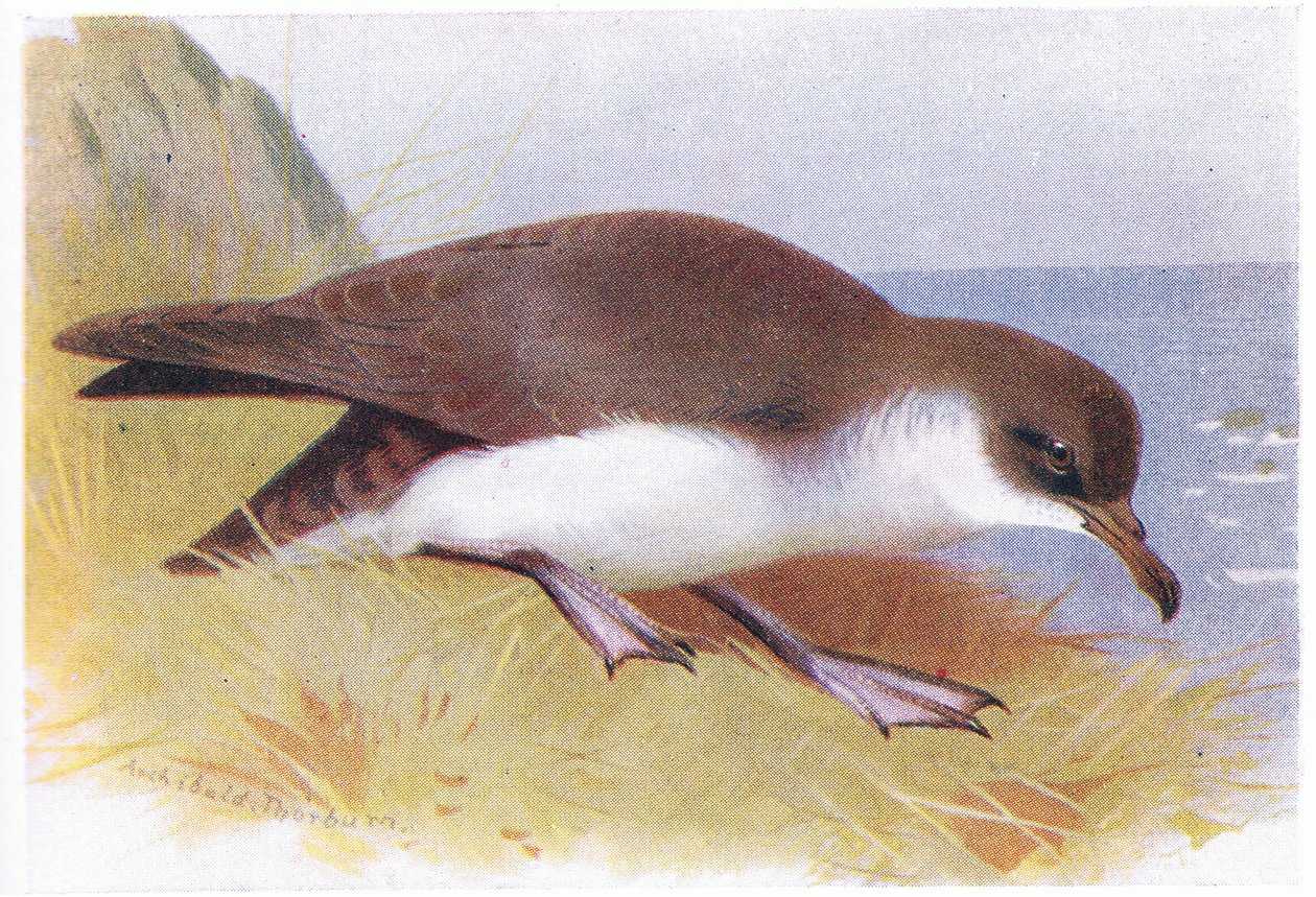 Manx Shearwater tekijältä Archibald Thorburn