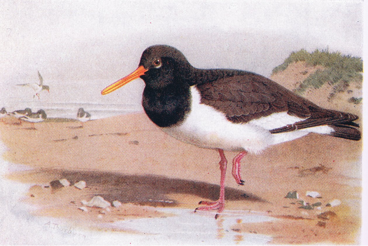 Oyster Catcher, Birds of the British Isles and Their Eggs, julkaisija Frederick Warne & Co Ltd, 1958 tekijältä Archibald Thorburn