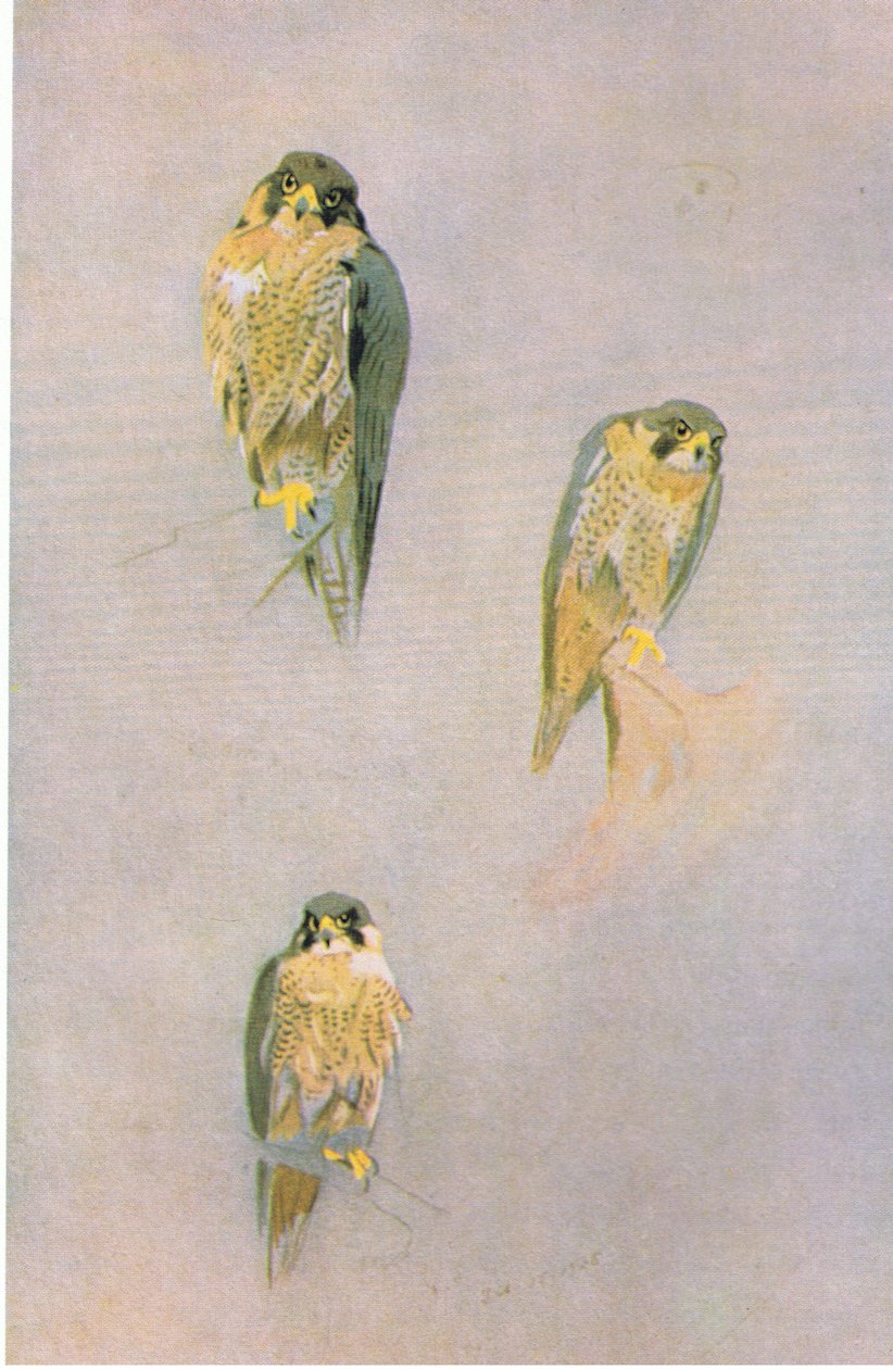 Peregrine Falcon Studies, pub. Kirjailija: Book Club Associates, 1972 tekijältä Archibald Thorburn