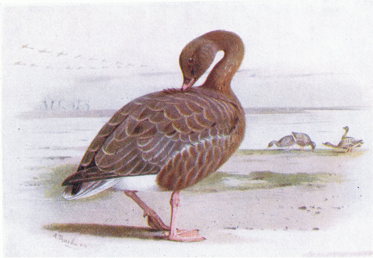 Vaaleanpunainen jalkahanhi tekijältä Archibald Thorburn