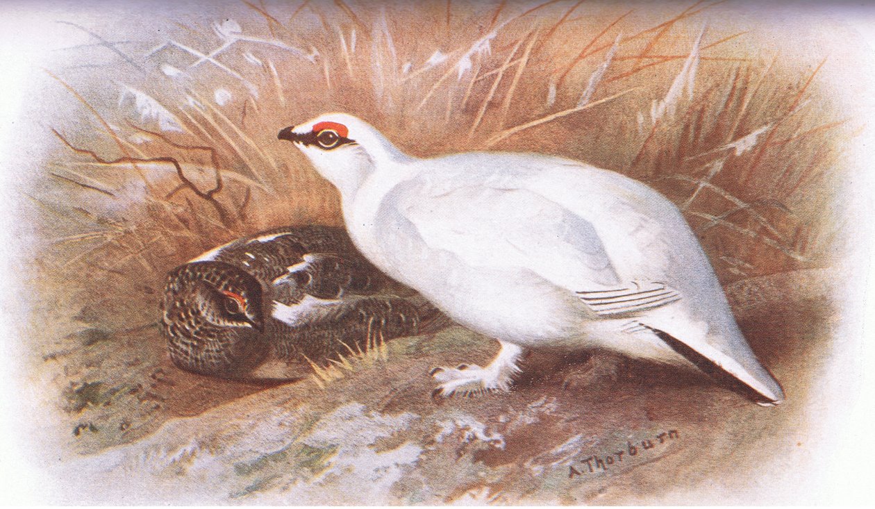 Ptarmigan, julkaisusta British Birds, jonka on julkaissut Longmans, 1932. tekijältä Archibald Thorburn