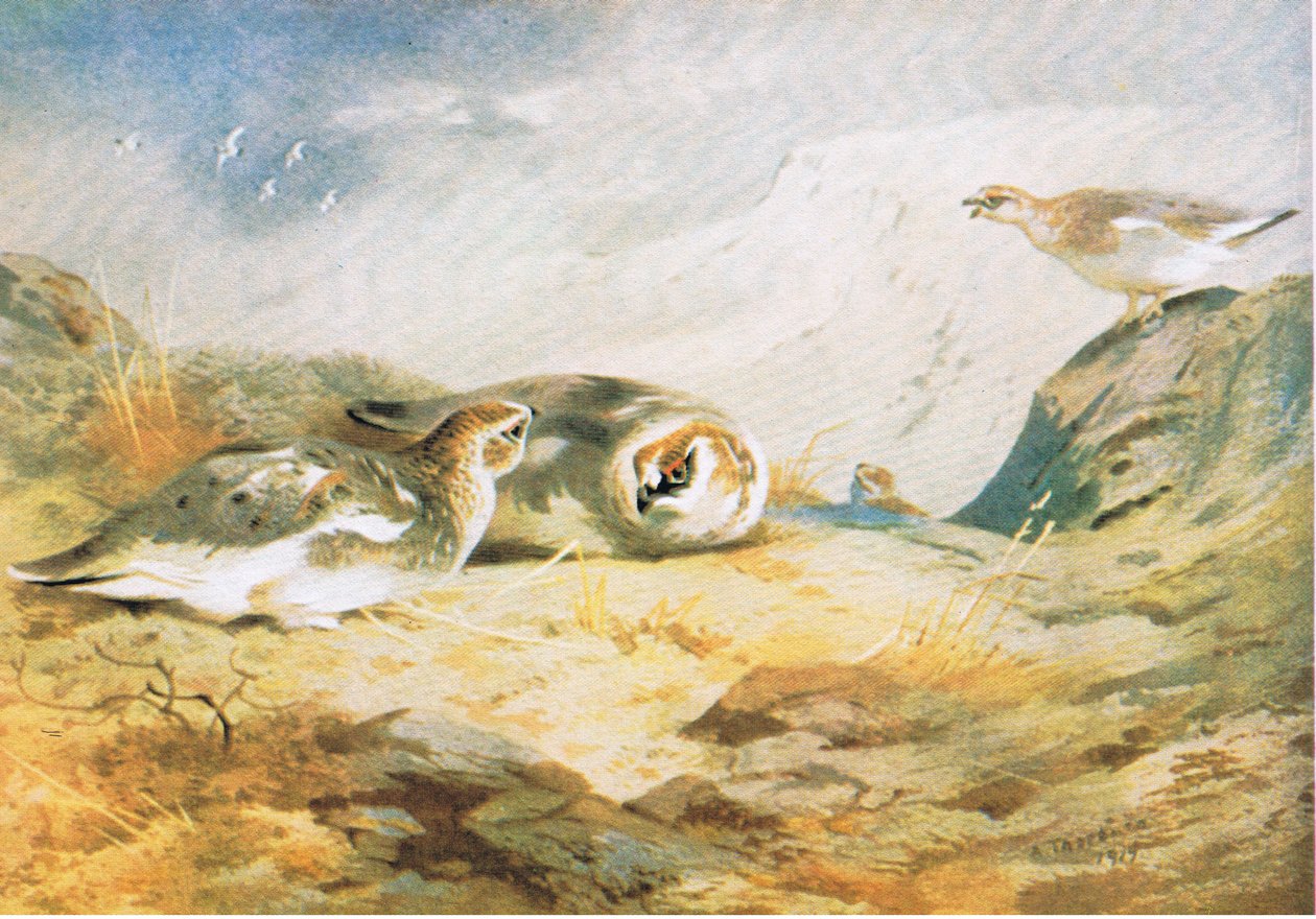Ptarmigan, pubi. Kirjailija: Book Club Associates, 1972 tekijältä Archibald Thorburn