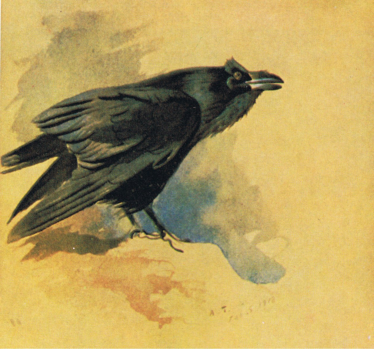 Raven, pubi. Kirjailija: Book Club Associates, 1972 tekijältä Archibald Thorburn