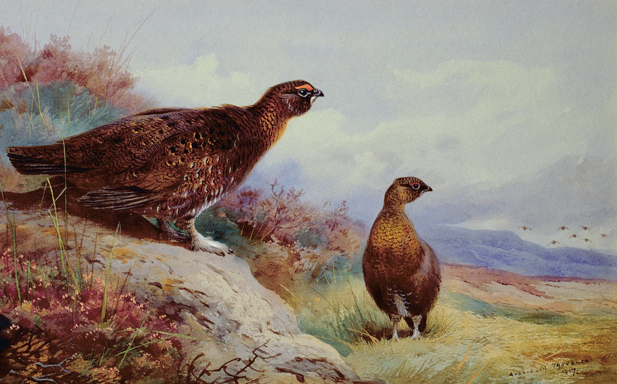 Red Grouse on the Moor, 1917 tekijältä Archibald Thorburn