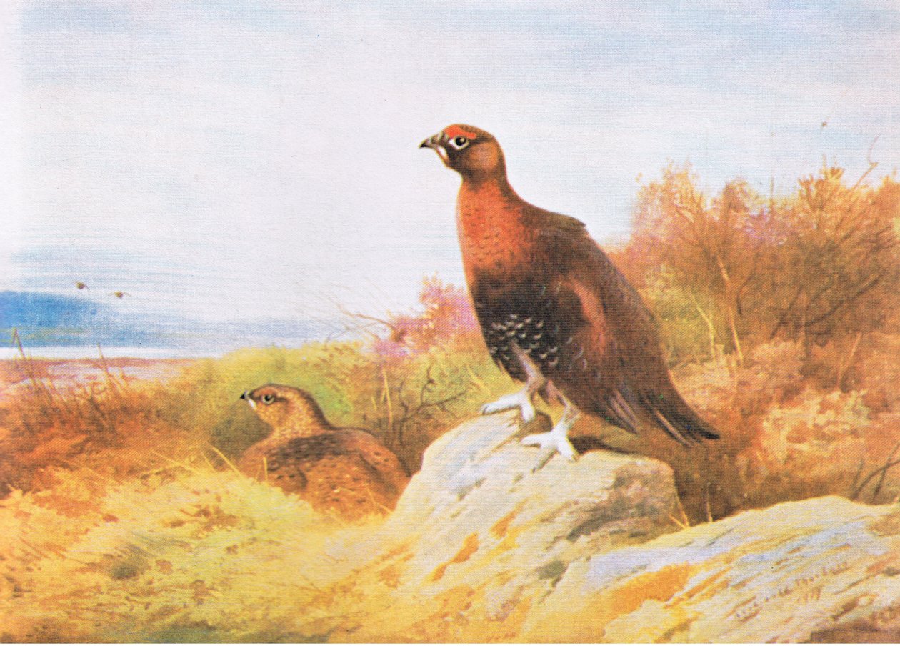 Red Grouse, julkaisija Book Club Associates, 1972. tekijältä Archibald Thorburn